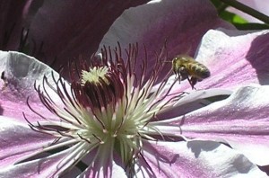 bee on the way to pollinate clematis