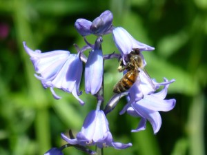 bee on bluebell
